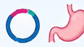 Plasmid construct and stomach