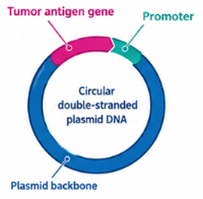 Circular double-stranded plasmid DNA with a tumor antigen gene, promoter and plasmid backbone
