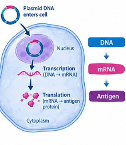 Plasmid DNA enters the cell nucleus; transcription to mRNA and translation to antigen protein